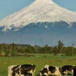 Fernando Henríquez Profile Picture