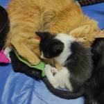 Matías Angulo Profile Picture