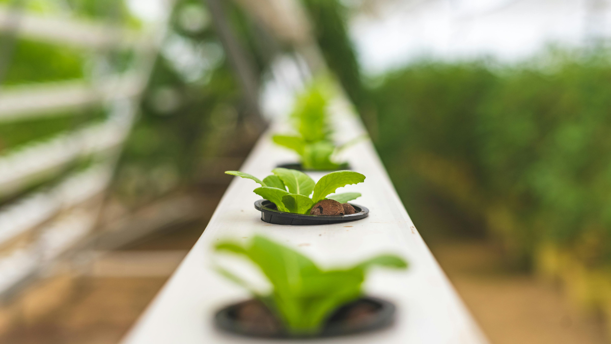 "Maule Agro Futuro”: abren convocatoria para innovar en la agroindustria